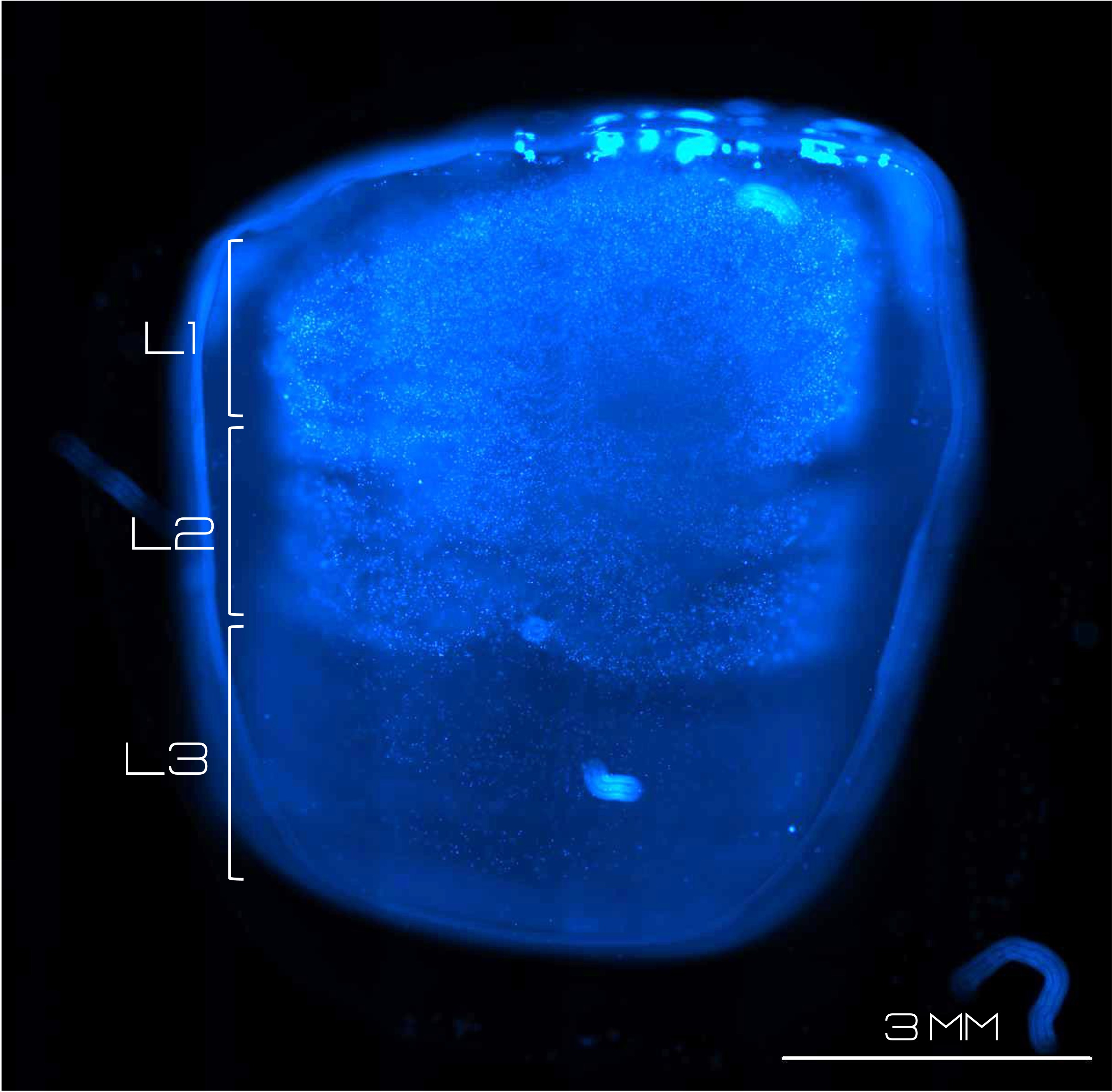Hoechst-stained cross-sections of a multi-layer bioprinted construct
